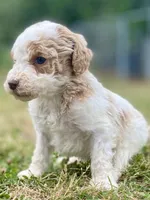Faith, a female Goldendoodle for sale in Canon, GA – Photo 3 of 8