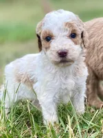 Faith, a female Goldendoodle for sale in Canon, GA – Photo 1 of 8