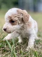 Faith, a female Goldendoodle for sale in Canon, GA – Photo 5 of 8