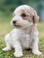 Faith, a female Goldendoodle for sale in Canon, GA – Photo 2 of 8