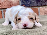 Faith, a female Goldendoodle for sale in Canon, GA – Photo 7 of 8