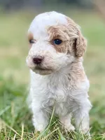 Faith, a female Goldendoodle for sale in Canon, GA – Photo 4 of 8
