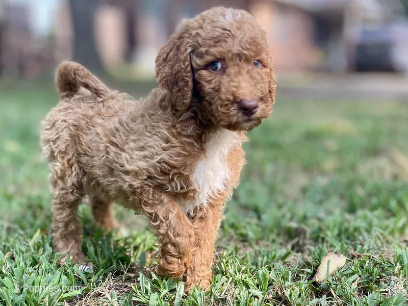 Knox – Goldendoodle puppy for sale in Canon, GA