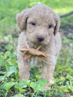 Ian, a male Goldendoodle for sale in Canon, GA – 7 of 10