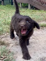 Iris, a female Goldendoodle for sale in Canon, GA – 4 of 9