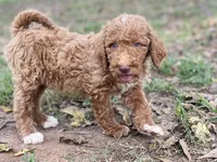 Knox, a male Goldendoodle for sale in Canon, GA – 4 of 8