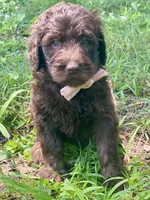 Gia F1bb, a female Goldendoodle for sale in Canon, GA – 4 of 9