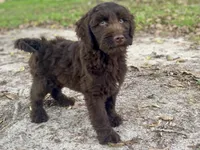 Iris, a female Goldendoodle for sale in Canon, GA – 9 of 10
