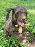 Isaac (sable), a male Goldendoodle for sale in Canon, GA – 9 of 9
