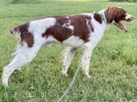Buck, a male Brittany for sale in Canon, GA – 3 of 10
