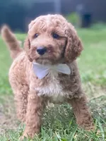 Hudson, a male Goldendoodle for sale in Canon, GA – 7 of 10