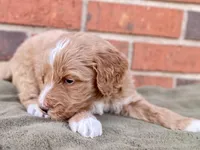 Dells, a female Goldendoodle for sale in Canon, GA – Photo 7 of 7