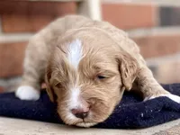 Dells, a female Goldendoodle for sale in Canon, GA – Photo 2 of 7