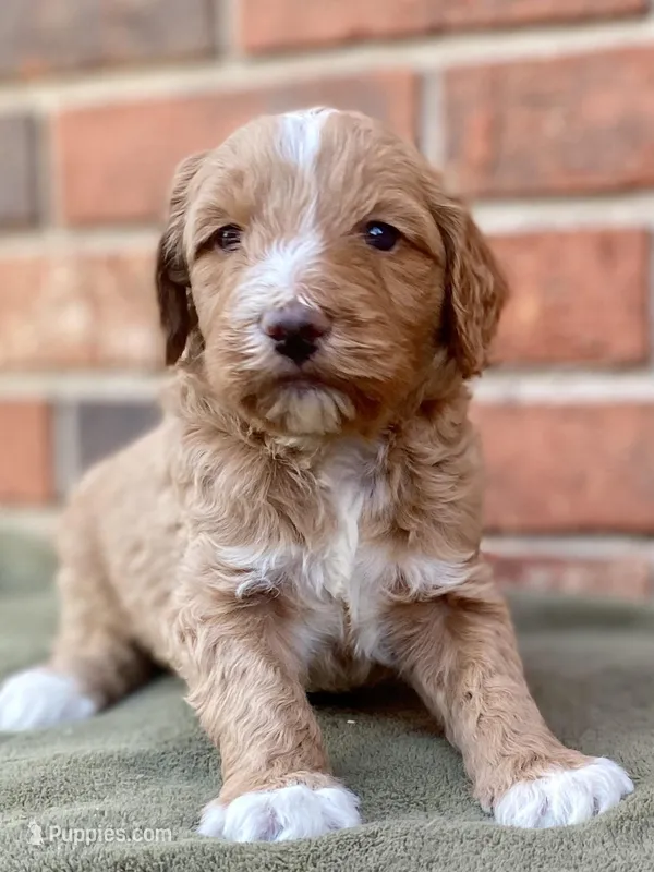 Dells – Goldendoodle puppy for sale in Canon, GA