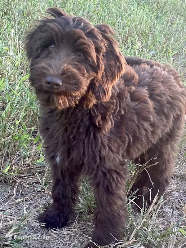 Iris – Goldendoodle puppy for sale in Canon, GA