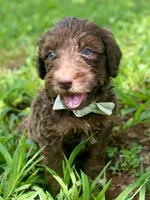 Isaac (sable), a male Goldendoodle for sale in Canon, GA – 5 of 10