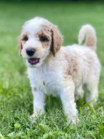 Barron, a male Goldendoodle for sale in Canon, GA – Photo 6 of 10