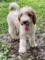 Barron, a male Goldendoodle for sale in Canon, GA – Photo 1 of 10