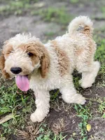 Barron, a male Goldendoodle for sale in Canon, GA – Photo 10 of 10