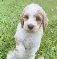 Barron, a male Goldendoodle for sale in Canon, GA – Photo 5 of 10