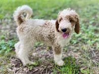 Barron, a male Goldendoodle for sale in Canon, GA – Photo 8 of 10