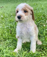 Barron, a male Goldendoodle for sale in Canon, GA – Photo 7 of 10