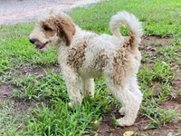 Barron, a male Goldendoodle for sale in Canon, GA – Photo 9 of 10