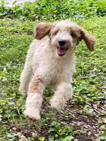 Barron, a male Goldendoodle for sale in Canon, GA – Photo 2 of 10