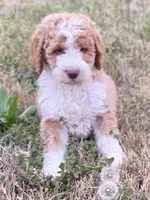 Ella (tuxedo), a female Goldendoodle and Labradoodle for sale in Canon, GA – Photo 5 of 8