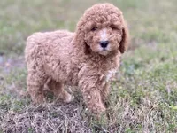 Emma, a female Goldendoodle and Labradoodle for sale in Canon, GA – Photo 7 of 7