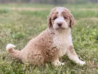 Ella (tuxedo), a female Goldendoodle and Labradoodle for sale in Canon, GA – Photo 8 of 8
