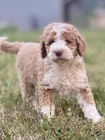 Ella (tuxedo), a female Goldendoodle and Labradoodle for sale in Canon, GA – Photo 2 of 8