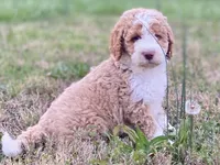 Ella (tuxedo), a female Goldendoodle and Labradoodle for sale in Canon, GA – Photo 4 of 8