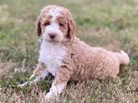 Ella (tuxedo), a female Goldendoodle and Labradoodle for sale in Canon, GA – Photo 7 of 8