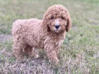 Emma, a female Goldendoodle and Labradoodle for sale in Canon, GA – Photo 4 of 7
