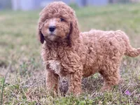 Emma, a female Goldendoodle and Labradoodle for sale in Canon, GA – Photo 6 of 7