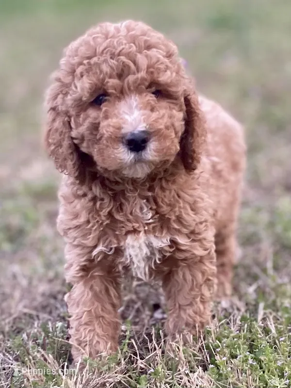 Emma – Goldendoodle, Labradoodle puppy for sale in Canon, GA