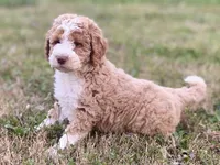 Ella (tuxedo), a female Goldendoodle and Labradoodle for sale in Canon, GA – Photo 6 of 8