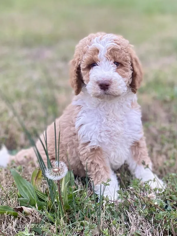 Ella (tuxedo) – Goldendoodle, Labradoodle puppy for sale in Canon, GA
