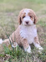 Ella (tuxedo), a female Goldendoodle and Labradoodle for sale in Canon, GA – Photo 1 of 8