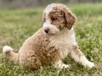 Ella (tuxedo), a female Goldendoodle and Labradoodle for sale in Canon, GA – Photo 3 of 8
