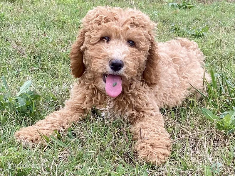 Emma – Goldendoodle, Labradoodle puppy on hold in Canon, GA