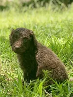 Iker (chocolate), a male Goldendoodle for sale in Canon, GA – 2 of 8