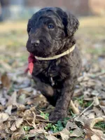 Angel, a female Goldendoodle for sale in Canon, GA – Photo 1 of 6