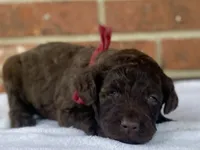 Angel, a female Goldendoodle for sale in Canon, GA – Photo 3 of 6