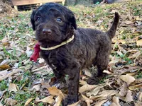 Angel, a female Goldendoodle for sale in Canon, GA – Photo 4 of 6
