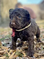 Angel, a female Goldendoodle for sale in Canon, GA – Photo 5 of 6