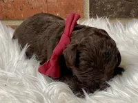 Angel, a female Goldendoodle for sale in Canon, GA – Photo 6 of 6