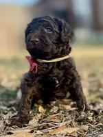 Angel, a female Goldendoodle for sale in Canon, GA – Photo 2 of 6