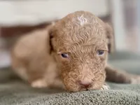 Knox, a male Goldendoodle for sale in Canon, GA – 3 of 8